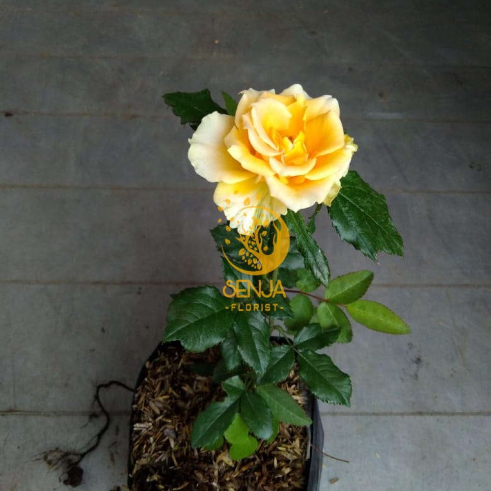  Tanaman Bunga Mawar 100gr 